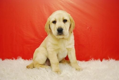 camada de labrador, Con pedegre y chip