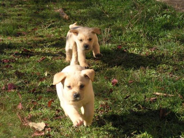 CAMADA DE LABRADORES