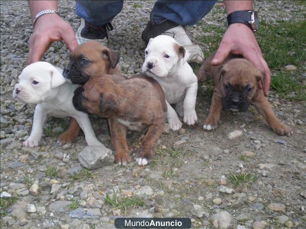 Excelentes cachorros de Boxer