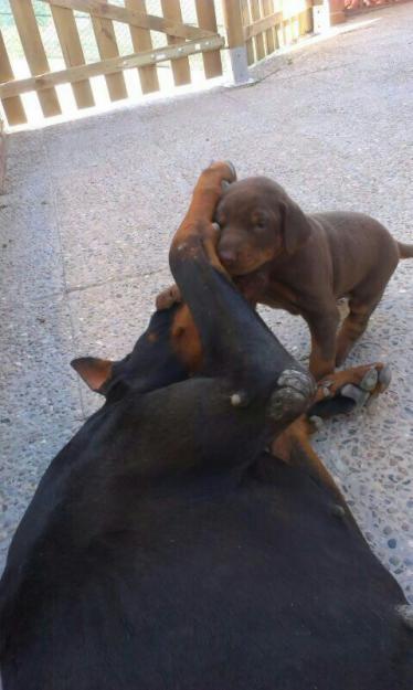 Fantastico cachorros de dobermann