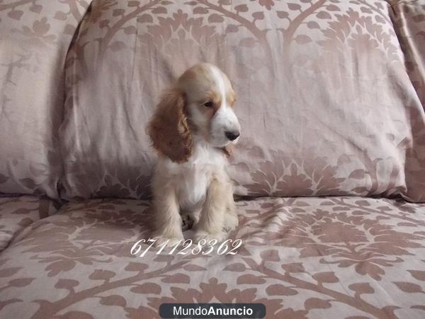 Nueva camada Cocker spaniel...