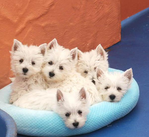 Pura Raza West Highland White Terrier