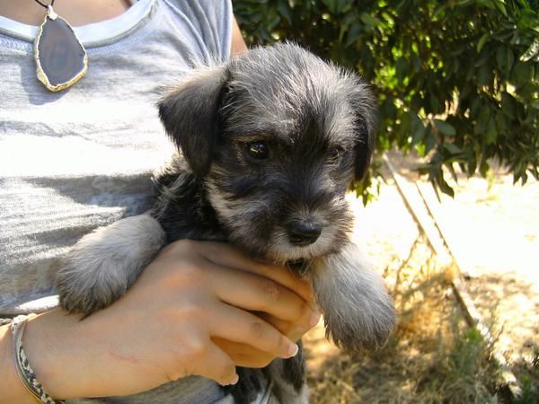 se vende schnauzer miniatura