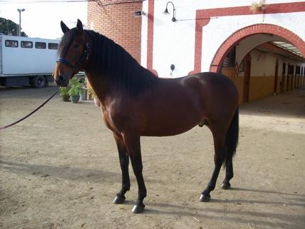 VENDO CABALLOS CON MUCHA CALIDAD EN BARCELONA