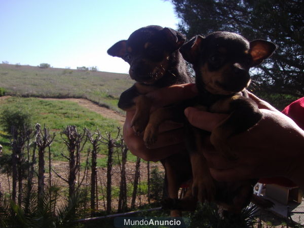 Cachorros de  Mini Pincher