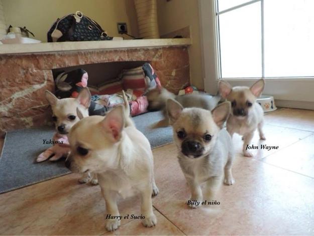 Disponibles 1 macho y 2 hembras chihuahua