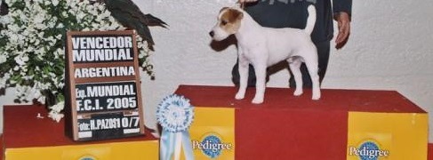 Excelente camada de jack russell terrier pelo BROKEN hijos de vipvalour de las doce islas