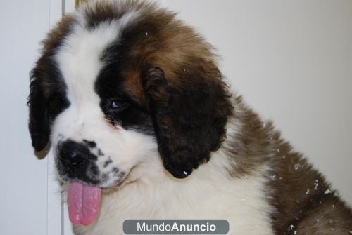 Preciosos San Bernardos Cachorros Disponibles