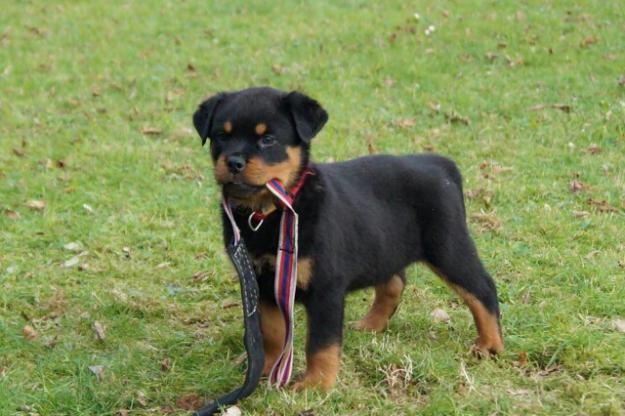 Rottweiler de 2 meses