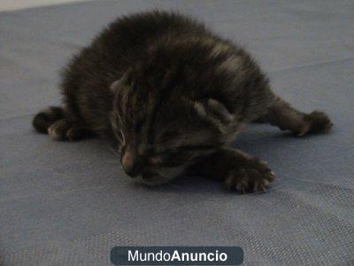 se regalan gatitos muy bonitos