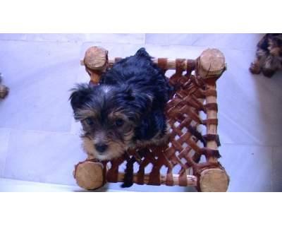 Cachorrita cruce yorkshire y maltés , morkie