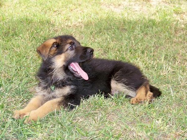 cachorro pastor aleman