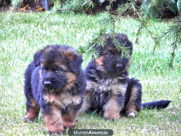 CACHORROS DE PASTOR ALEMAN NEGRO Y FUEGO