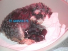 camada de schnauzer mini SAL Y PIMIENTA¡¡¡¡¡¡¡¡¡¡NO SON IMPORTADOS!!!!!!!!!!!!!! - mejor precio | unprecio.es