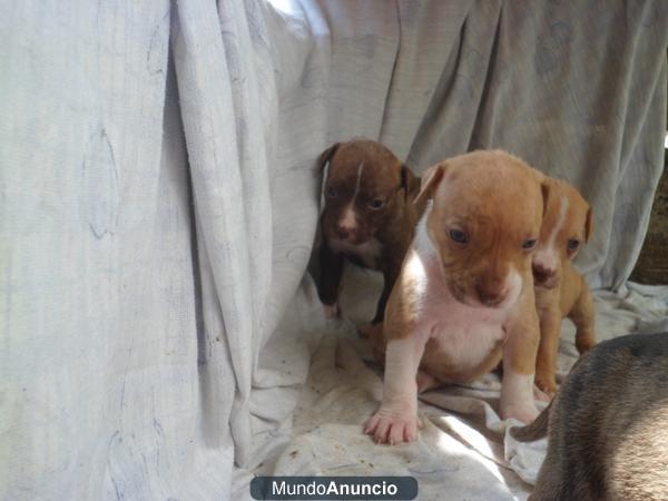 camada pitbull red nose