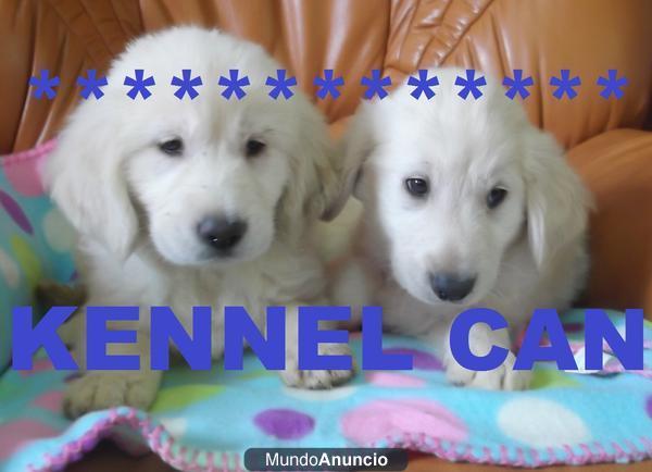 excelentes cachorros de golden retriever kennel can