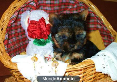 yorkshire terrier CAMADITA TOY DE CALIDAD