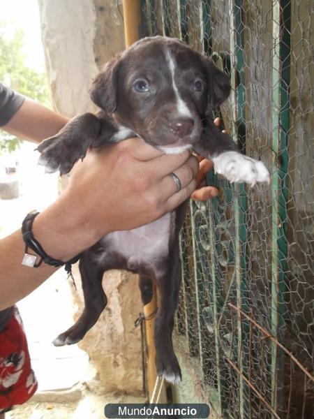 Cachorros abandonados en adopción