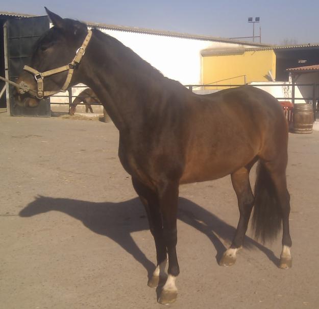 CABALLO PRE CASTAÑO NOBLE 5 AÑOS