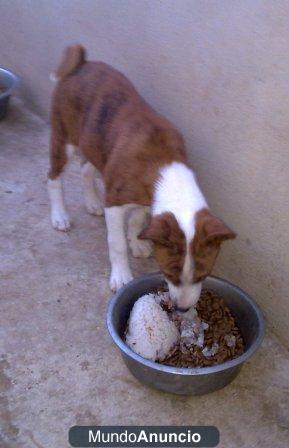 2 cachorros de basenji