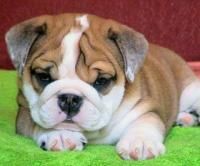 ADORABLE BULLDOG INGLES CACHORROS PARA SU HOGAR