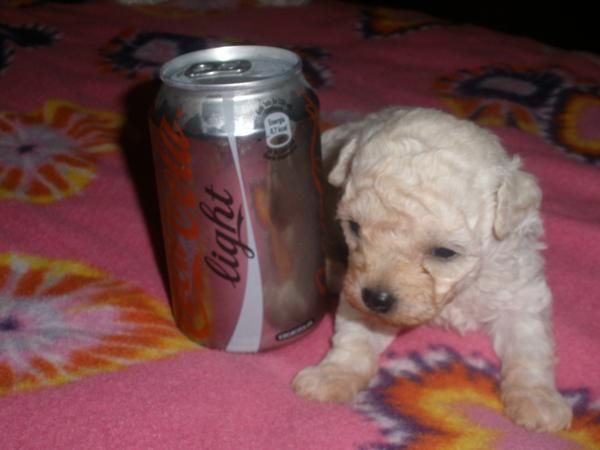 CACHORROS DE CANICHE TOY BLANCO