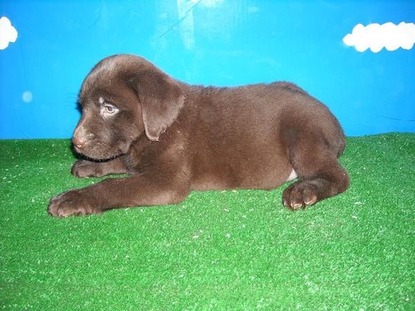 Cachorros de Labrador - amarillos y chocolates con pedigrí desde 450 -