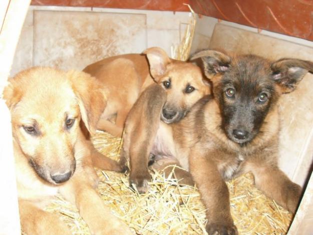 Cachorros xPastor Belga en adopción