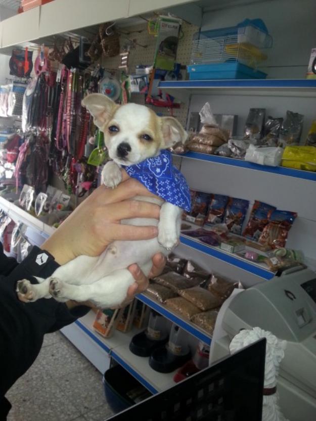 Impresionante cachorrito chihuahua toy  toy de bolsillo !!