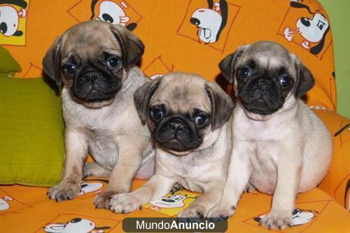 REGALO CACHORRO CAMADA DE CARLINO ( PUG )