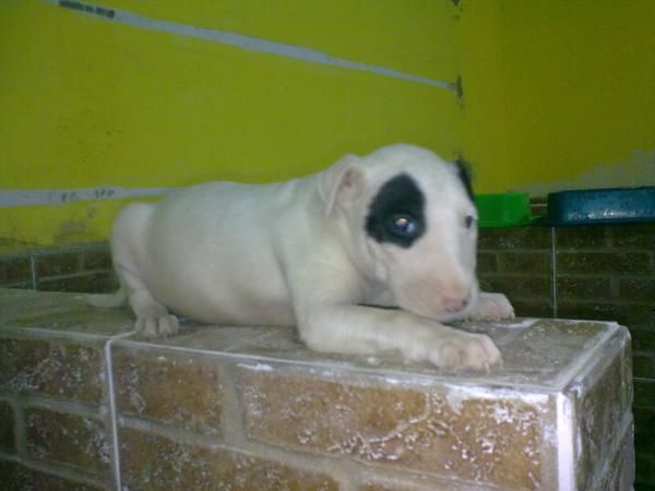 te lo enviamos a tu domicilio, bullterrier.