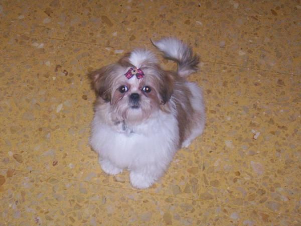 Ultima hembra Shih tzu