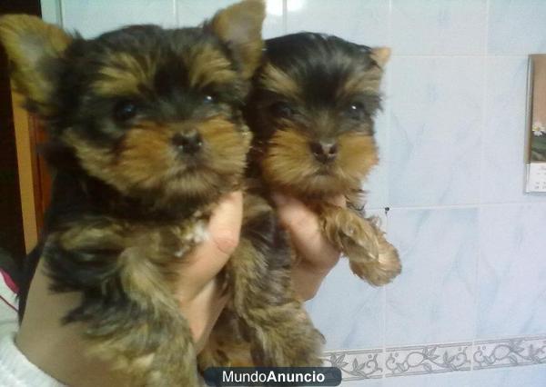 vendo cachorros yorkshire