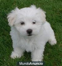 vendo camada de perritos bichon maltes nacidos el 06/08/2012