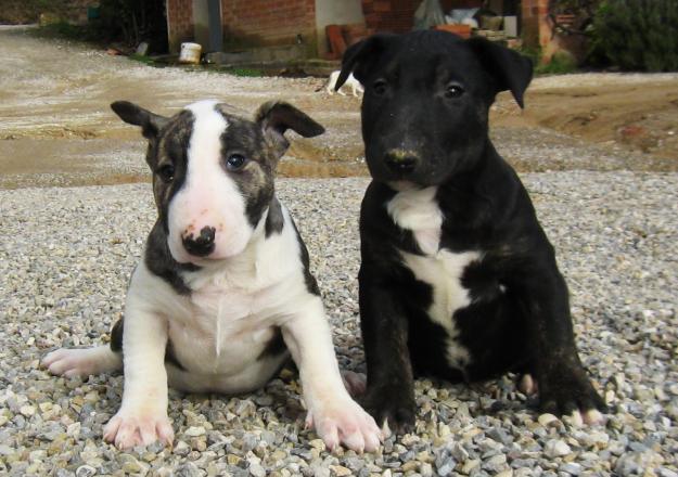 Bull terrier 400€