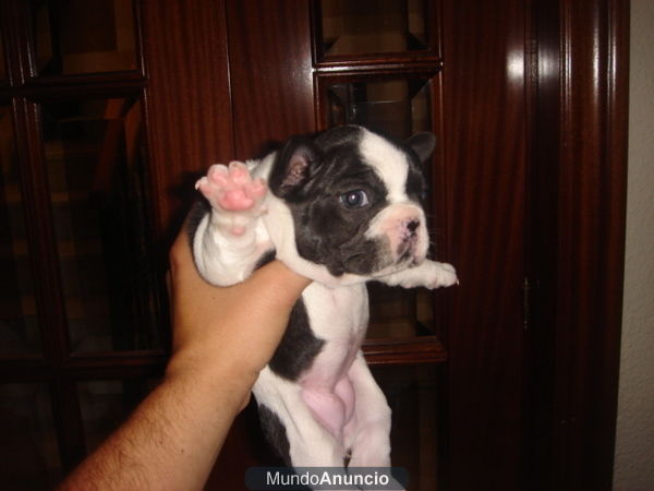 bulldog frances oportunidad