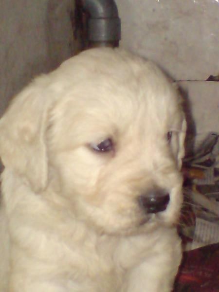 Cachorros de Golden Retriever