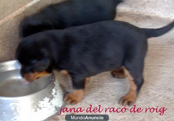 CACHORROS DE ROTTWEILER!!!