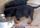 CACHORROS DE ROTTWEILER!!! - mejor precio | unprecio.es