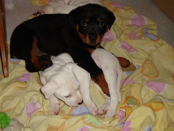 cambio cachorra de rotweiler por american stanfor