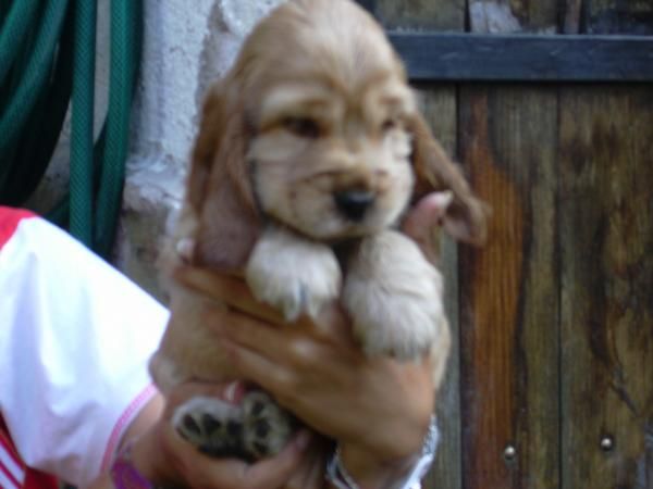 Cocker Cachorros