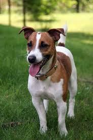 Jack Russel