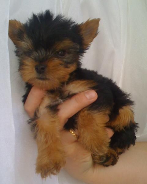 MACHOS YORKSHIRE TERRIER ENANO A 300 EUROS