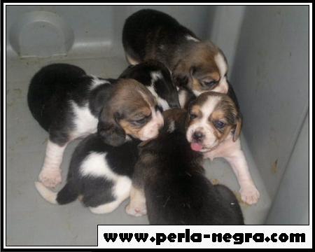 Preciosos Cachorros de Beagle.