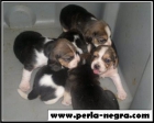 Preciosos Cachorros de Beagle. - mejor precio | unprecio.es