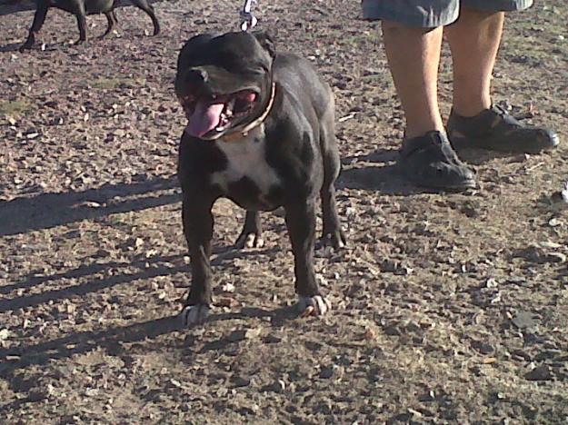 stafforshire bull terrier a 300 euros