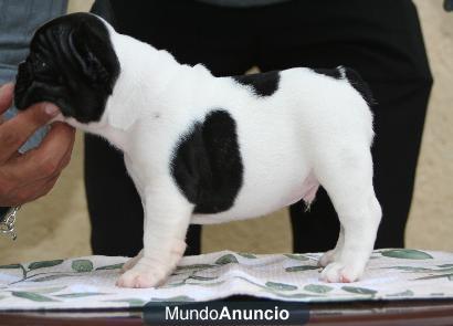 Pedigree, vacunados cachorros Bulldog francés.