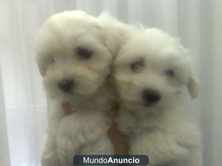 ADORABLES CACHORROS  DE BICHON MALTES