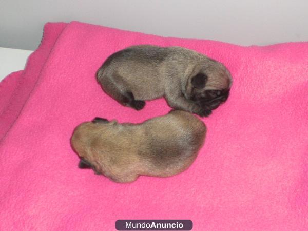 BULLDOG FRANCES, CACHORRAS  COLOR FAWN, NACIDAS EL 16.09.12, PEDIGRE RSCE(LOE), PARTICULAR, SERIEDAD