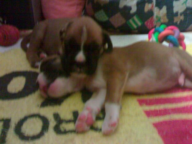 CACHORRO BOXER DORADO CON PEDIGREE